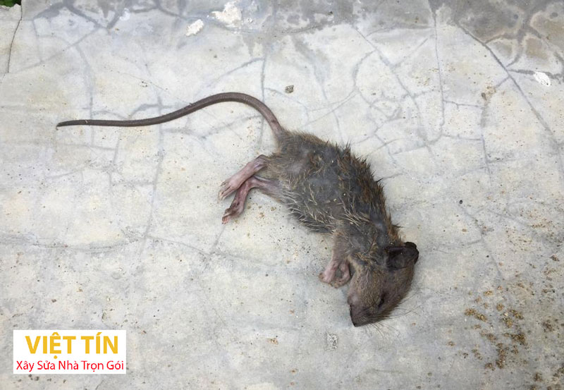 Tác hại của mùi chuột chết sức khoẻ con người