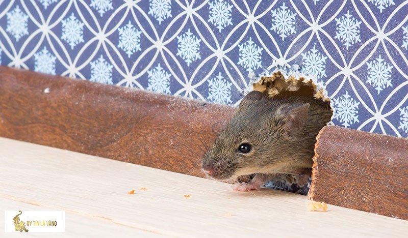 Tại sao nhà thường có nhiều chuột?